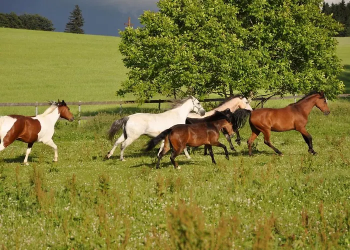 Landhüsli Casa vacanze Illmensee